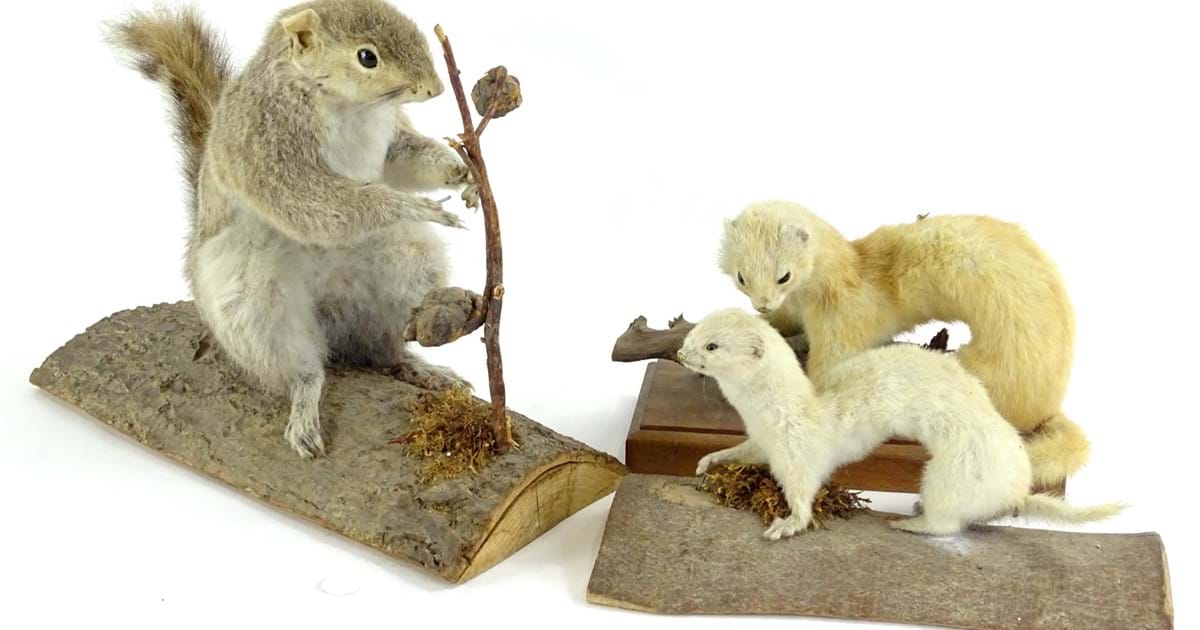 Taken aback by taxidermy Image