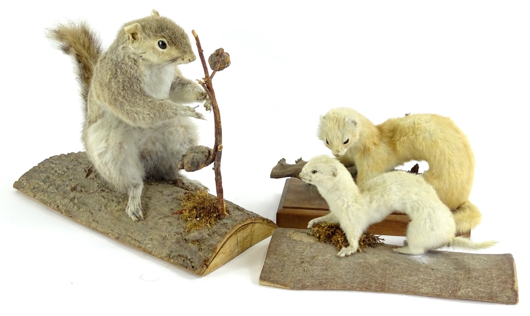 Taken aback by taxidermy Image