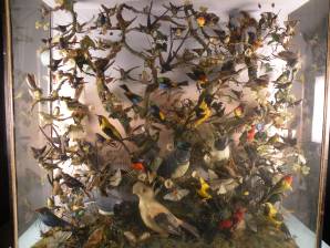 victorian_taxidermy