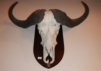 38 A 1930's Cape Buffalo Skull And Horns Trophy