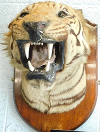 An early 20thC taxidermied lion's head by Gerrard