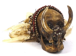 Lot 372 An Asmat tribal skull, with tusk front, feathered top