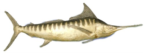 Thumbnail _lot 736 A large taxidermied swordfish